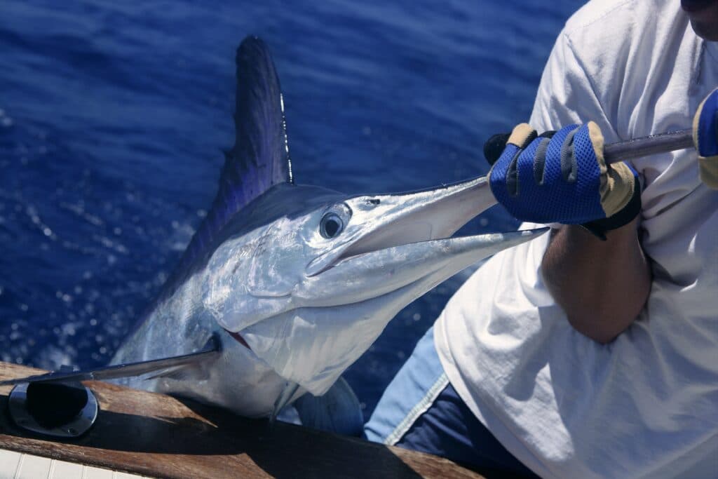 Fishing-guides-and-charter-in-Freeport-Bahamas