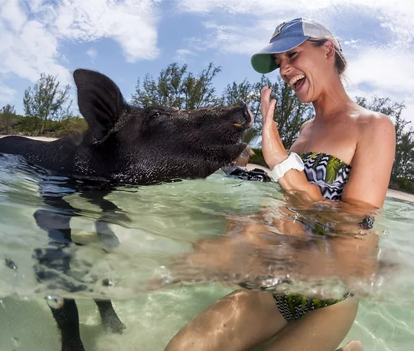 Swimming with the pigs in the Grand Bahamas